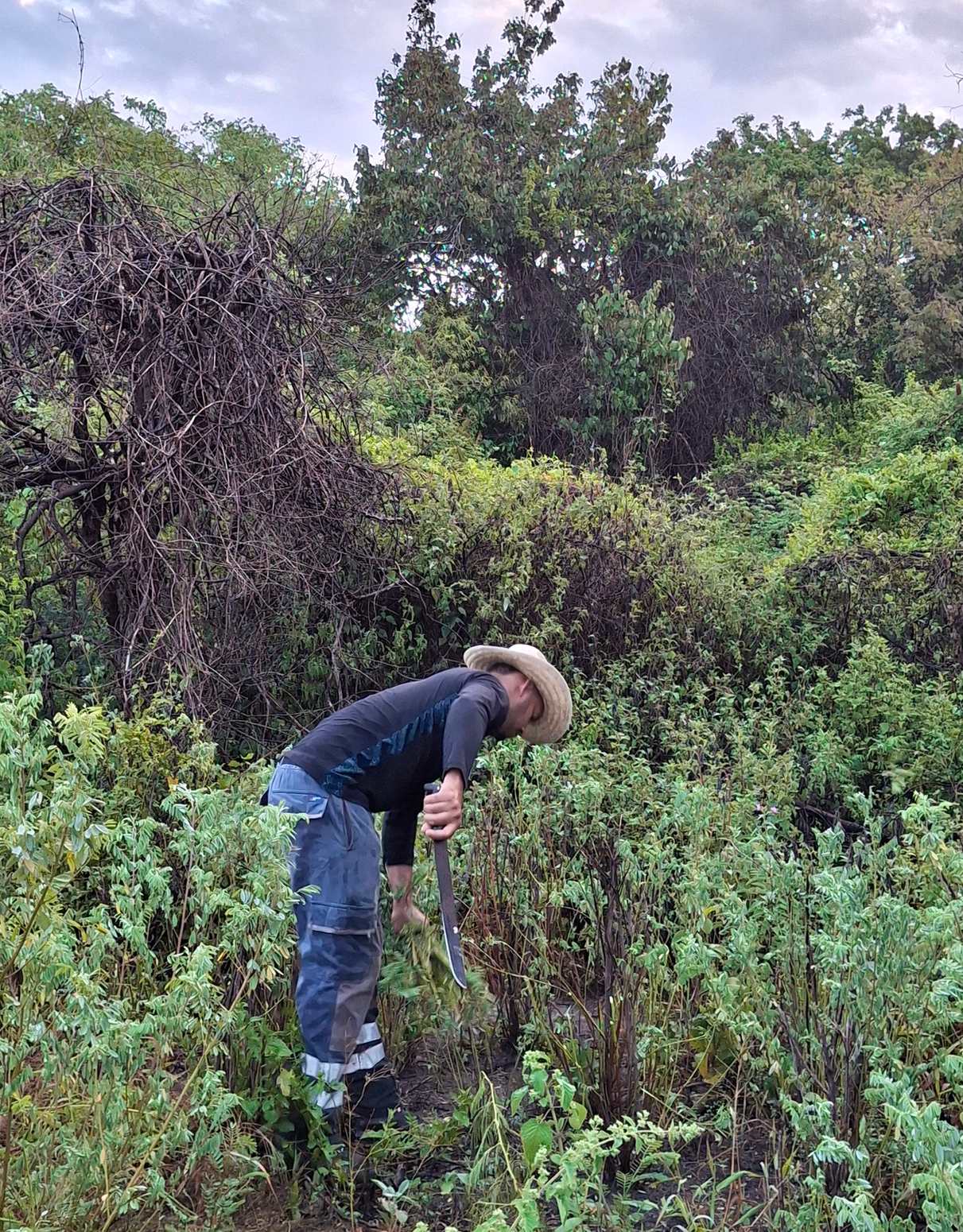 Trabajador de campo cosechando jiquilite con un machete en Niltepec