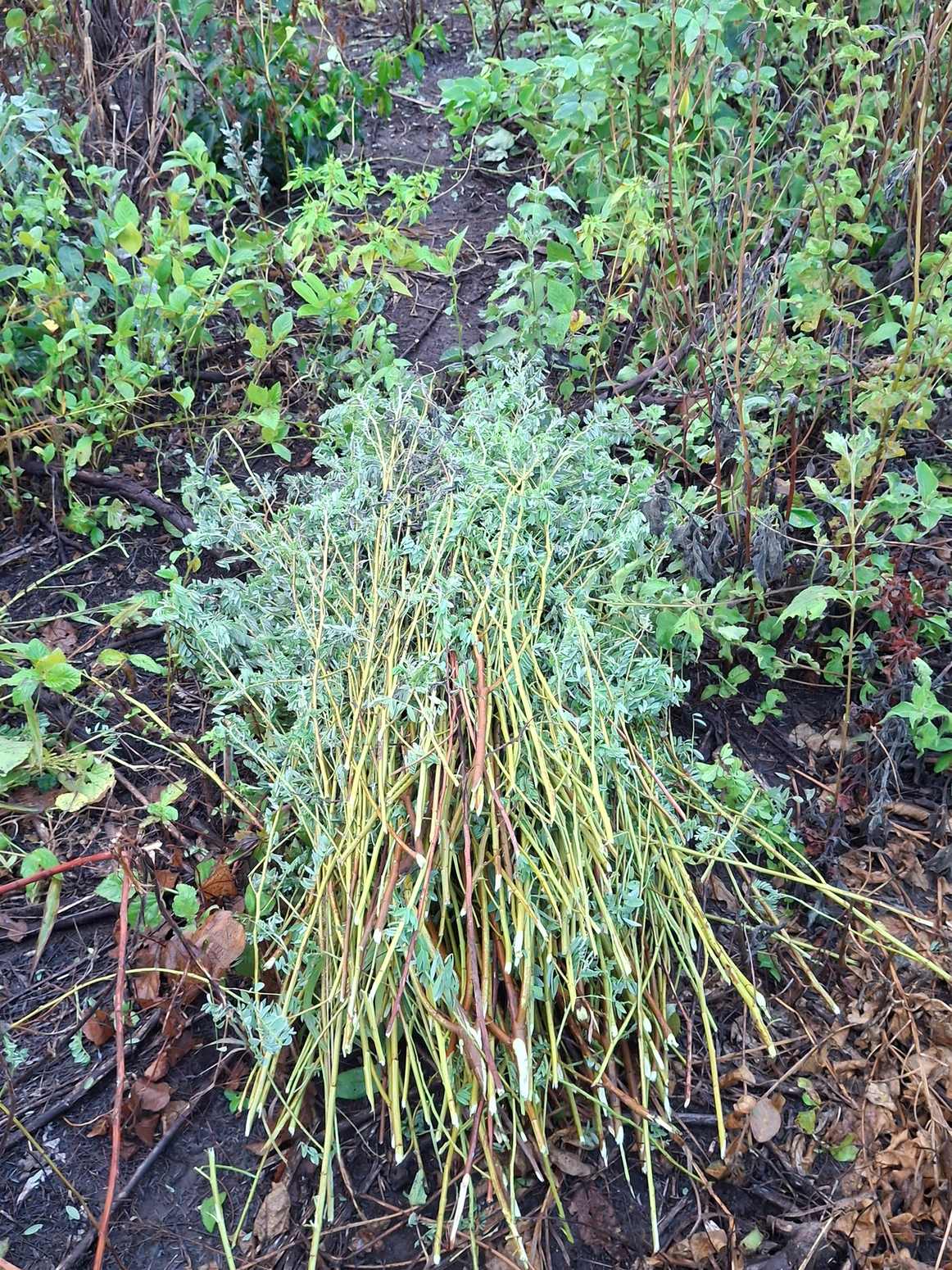 Plantas de jiquilite recién cortadas y reunidas en el campo